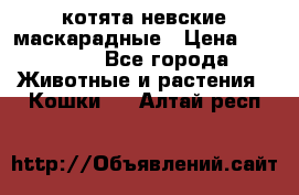 котята невские маскарадные › Цена ­ 18 000 - Все города Животные и растения » Кошки   . Алтай респ.